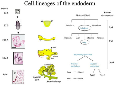 Cell lineages of the endoderm.